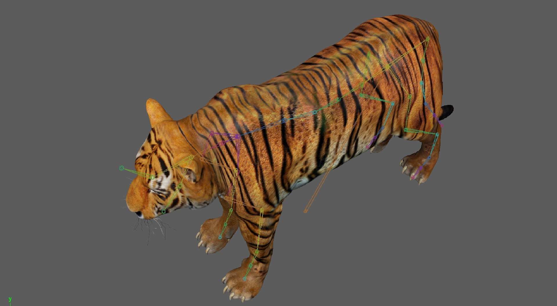 3D Model Tiger Rigged - TurboSquid 1880954