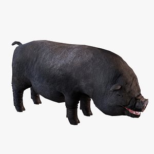 pot-bellied vietnamese vietnam pig model