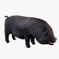 Vietnamese Pot-bellied Pig