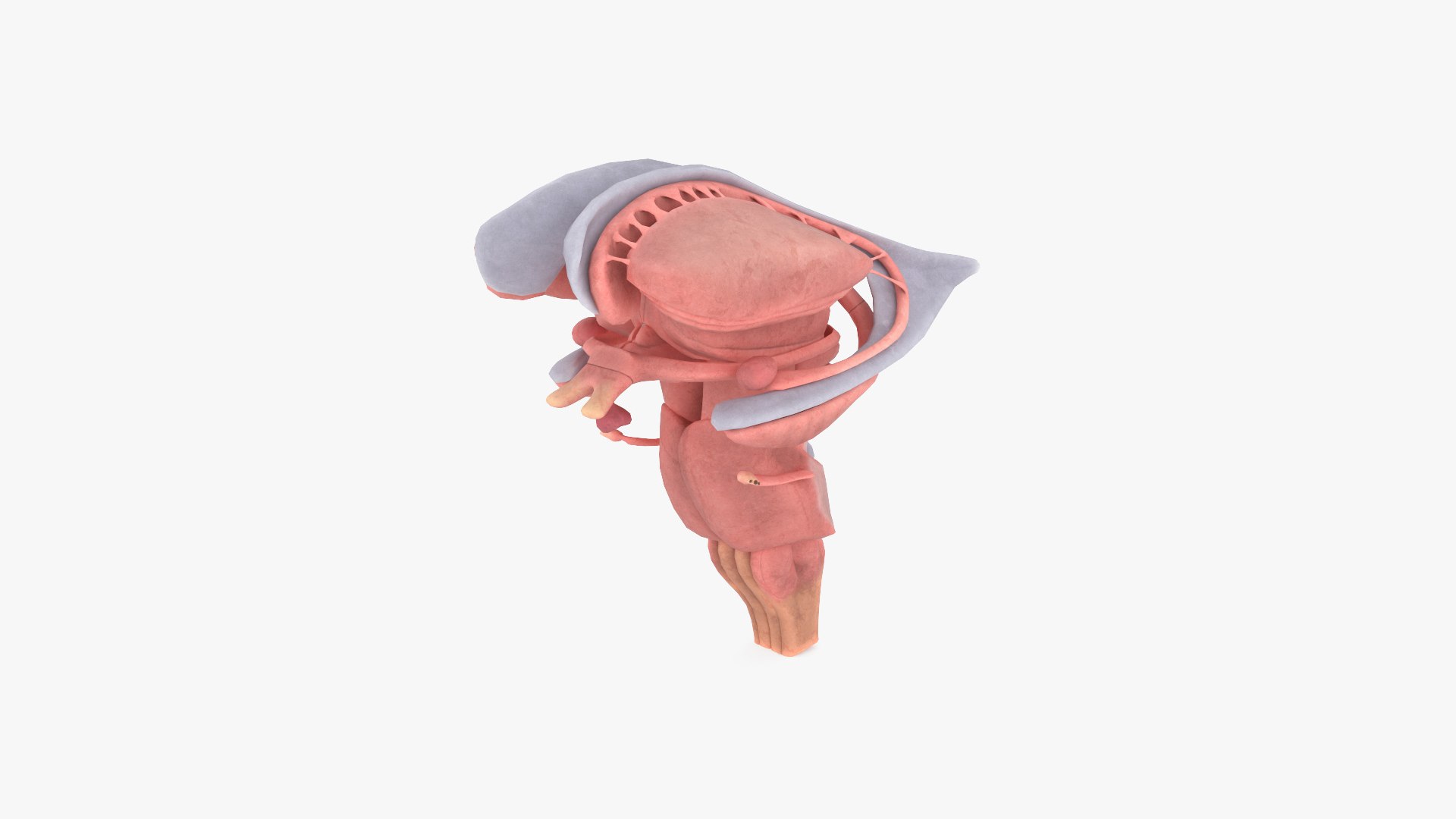3D model Human Brain Cross Section - TurboSquid 2181519