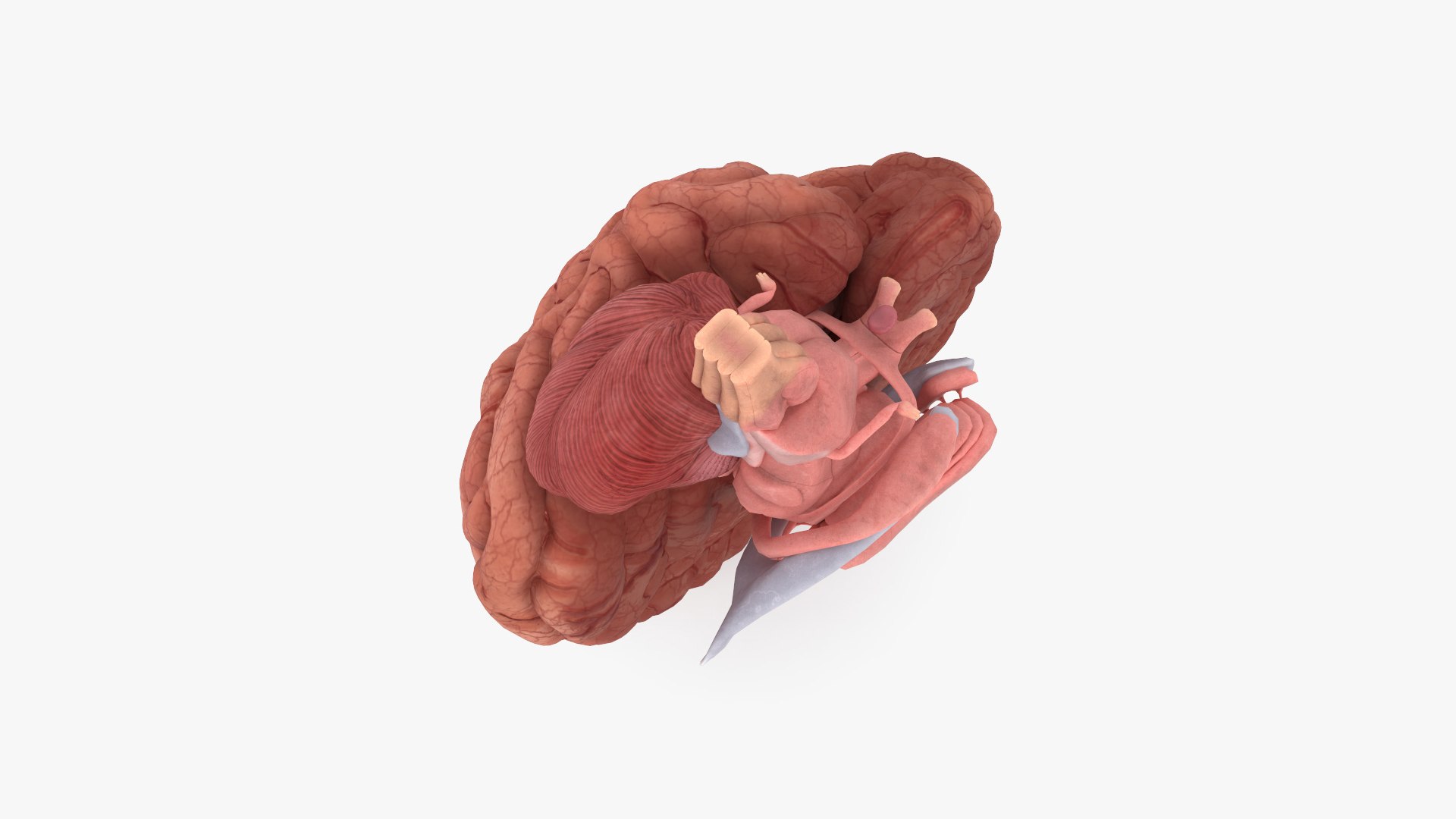 3D model Human Brain Cross Section - TurboSquid 2181519