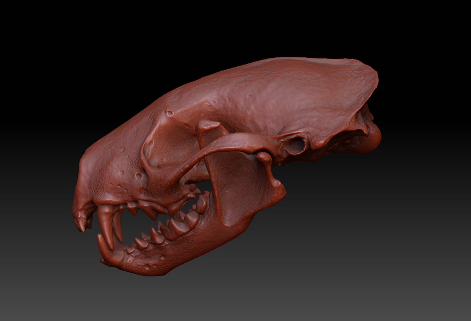 3d pine marten model https://p.turbosquid.com/ts-thumb/BX/aXq23j/RWpokohh/comp1/jpg/1419877133/1920x1080/turn_fit_q99/fcea725146a13c646800687c73ef720cf70bb423/comp1-1.jpg