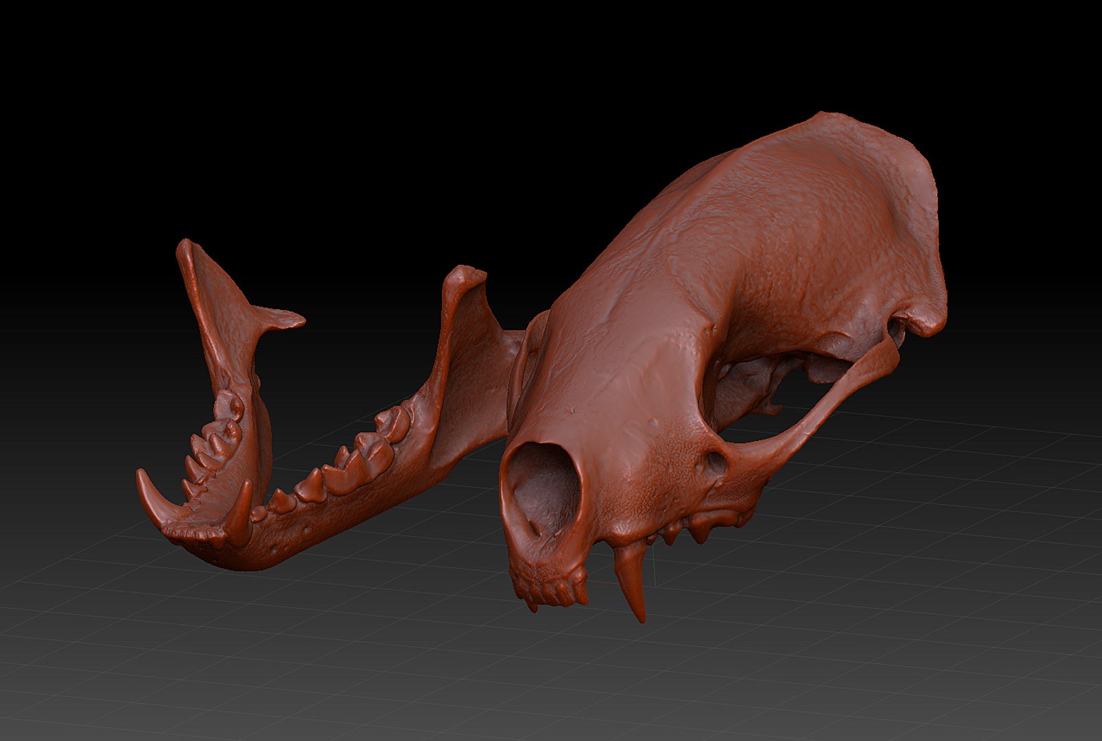 3d pine marten model https://p.turbosquid.com/ts-thumb/BX/aXq23j/kGtCdACX/7/png/1419875580/1920x1080/fit_q87/163e50f675f5609c54471bbfd41e4e34b1323d7b/7.jpg