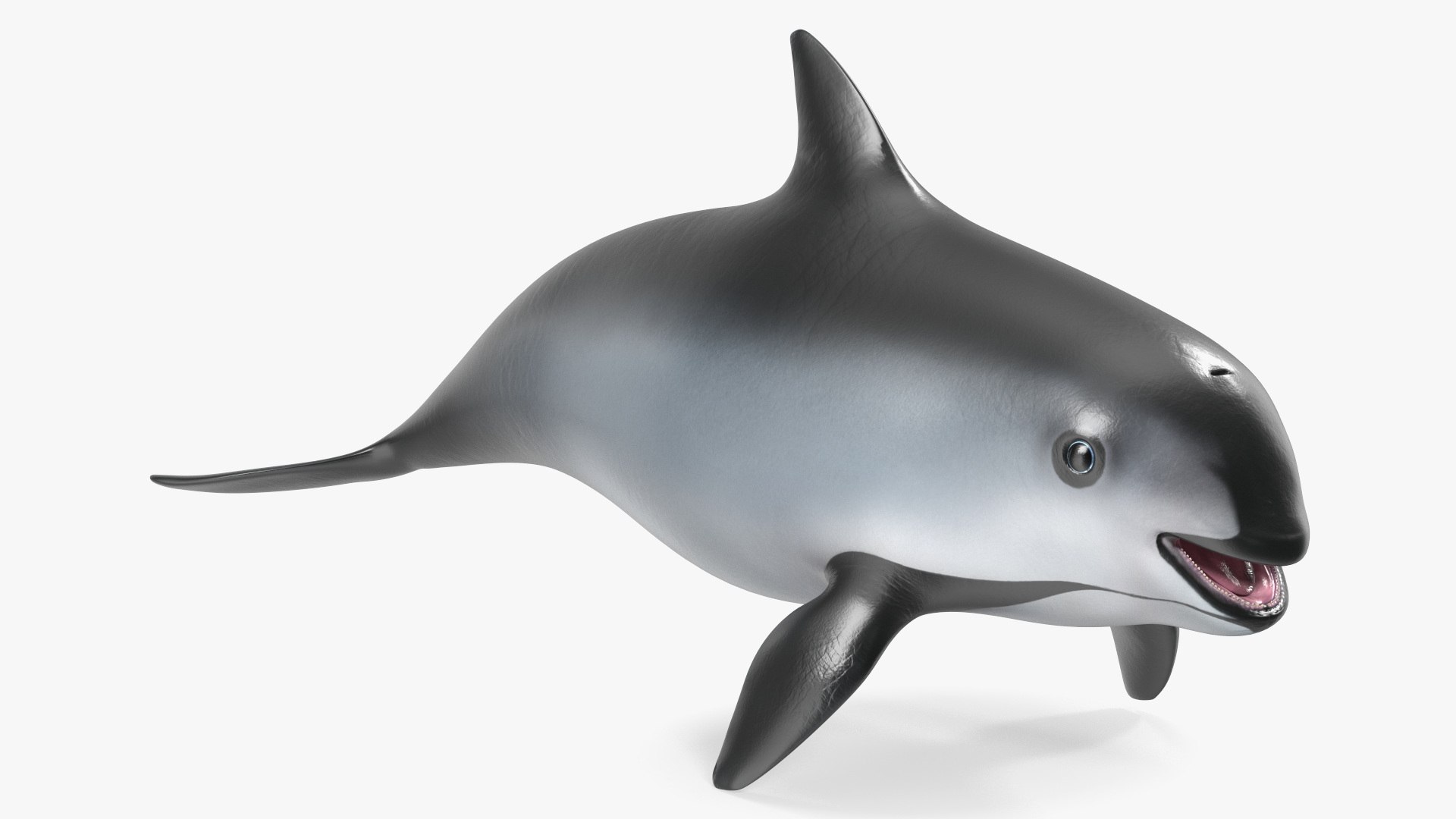 Smallest Cetacean Vaquita Rigged 3D model preview