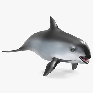 Smallest Cetacean Vaquita Rigged 3D model
