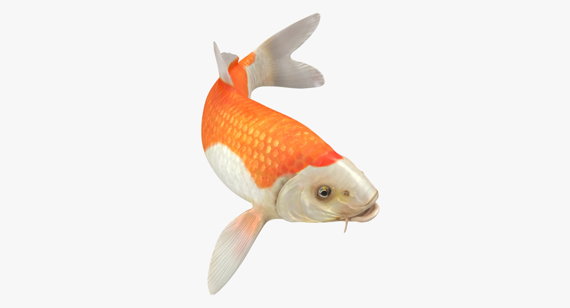 Harivake Koi Fish Swiming Pose 3D model preview
