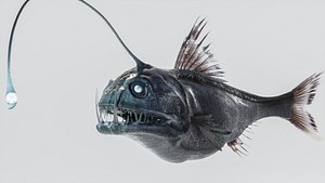 3D Angler Deep Sea Fish model