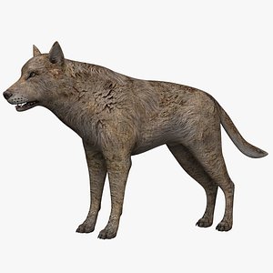 3d model of wolf