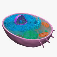 Animal cell