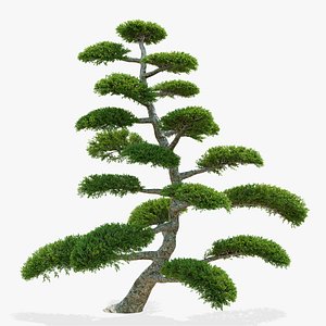 3D Juniperus niwaki 2 model