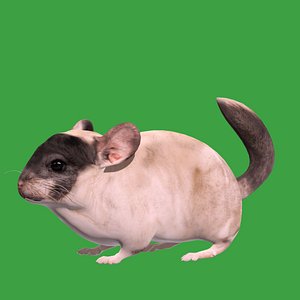 Chinchilla