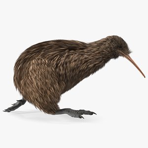 3D Run Pose Kiwi Bird Fur