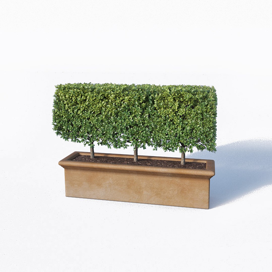 3D boxwood bush flowerpots model https://p.turbosquid.com/ts-thumb/BY/lfqLpd/9oftQEqn/buxus5/jpg/1542608016/1920x1080/fit_q87/adc30864fd13a6129de4a4fb23c173b7a563bc87/buxus5.jpg