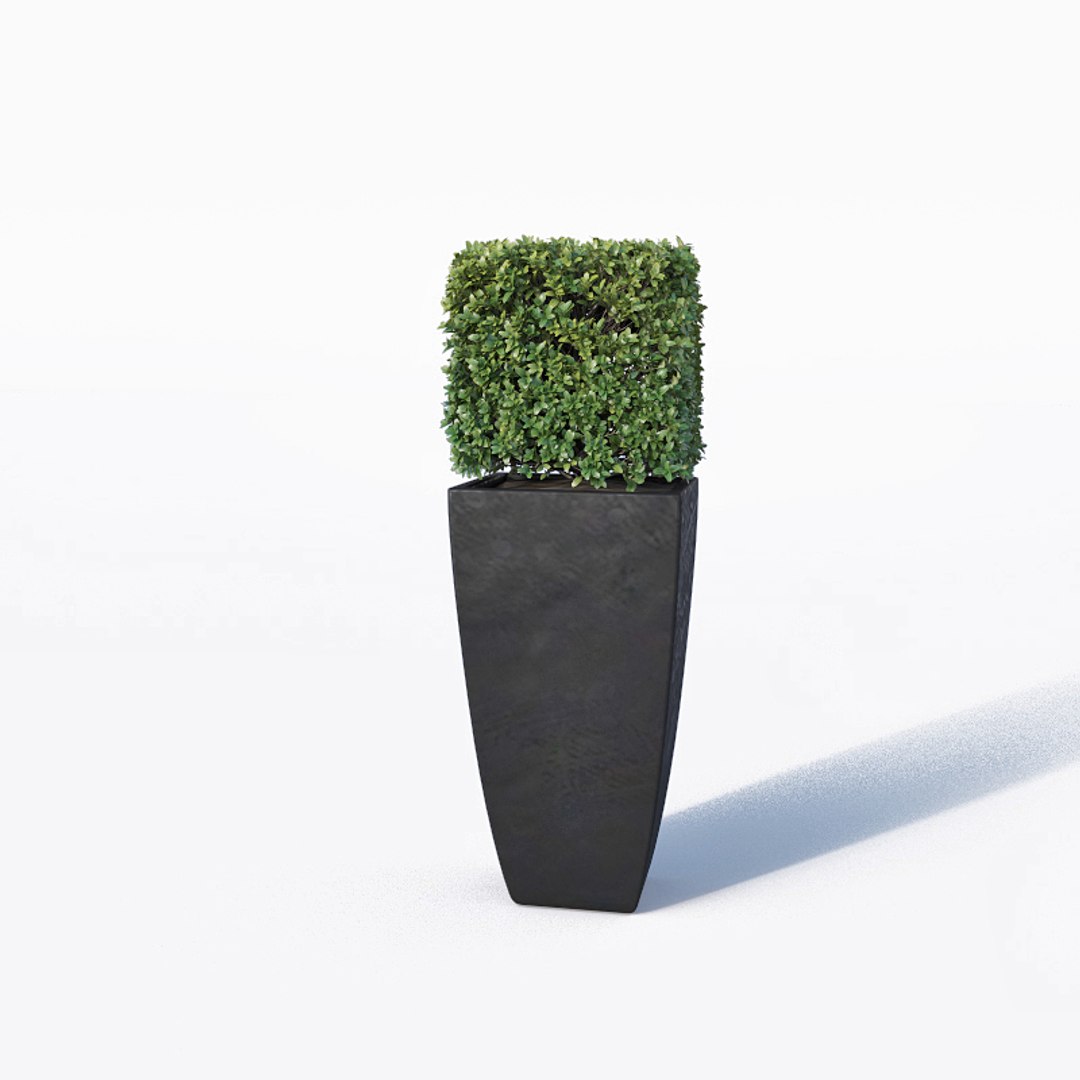 3D boxwood bush flowerpots model https://p.turbosquid.com/ts-thumb/BY/lfqLpd/B7pqCapP/buxus6/jpg/1542608016/1920x1080/fit_q87/6624f3597c1cbacad294e583223ff8143032580e/buxus6.jpg