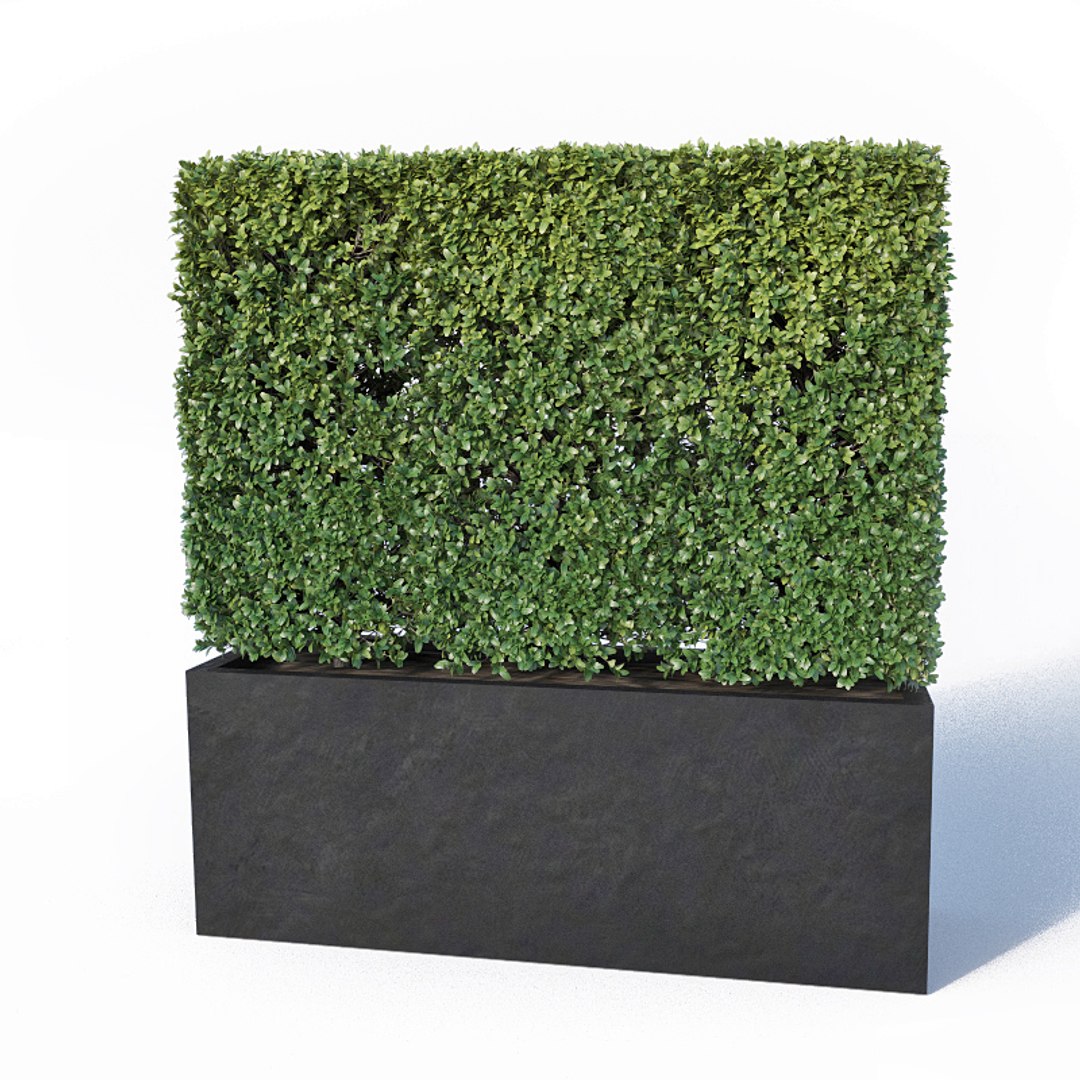 3D boxwood bush flowerpots model https://p.turbosquid.com/ts-thumb/BY/lfqLpd/L3IQdueN/buxus3/jpg/1542608016/1920x1080/fit_q87/cd27cfdf20499646efba7224e7eb6a574374436e/buxus3.jpg