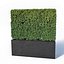 Buxus microphylla # 2