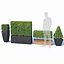 Buxus microphylla # 2