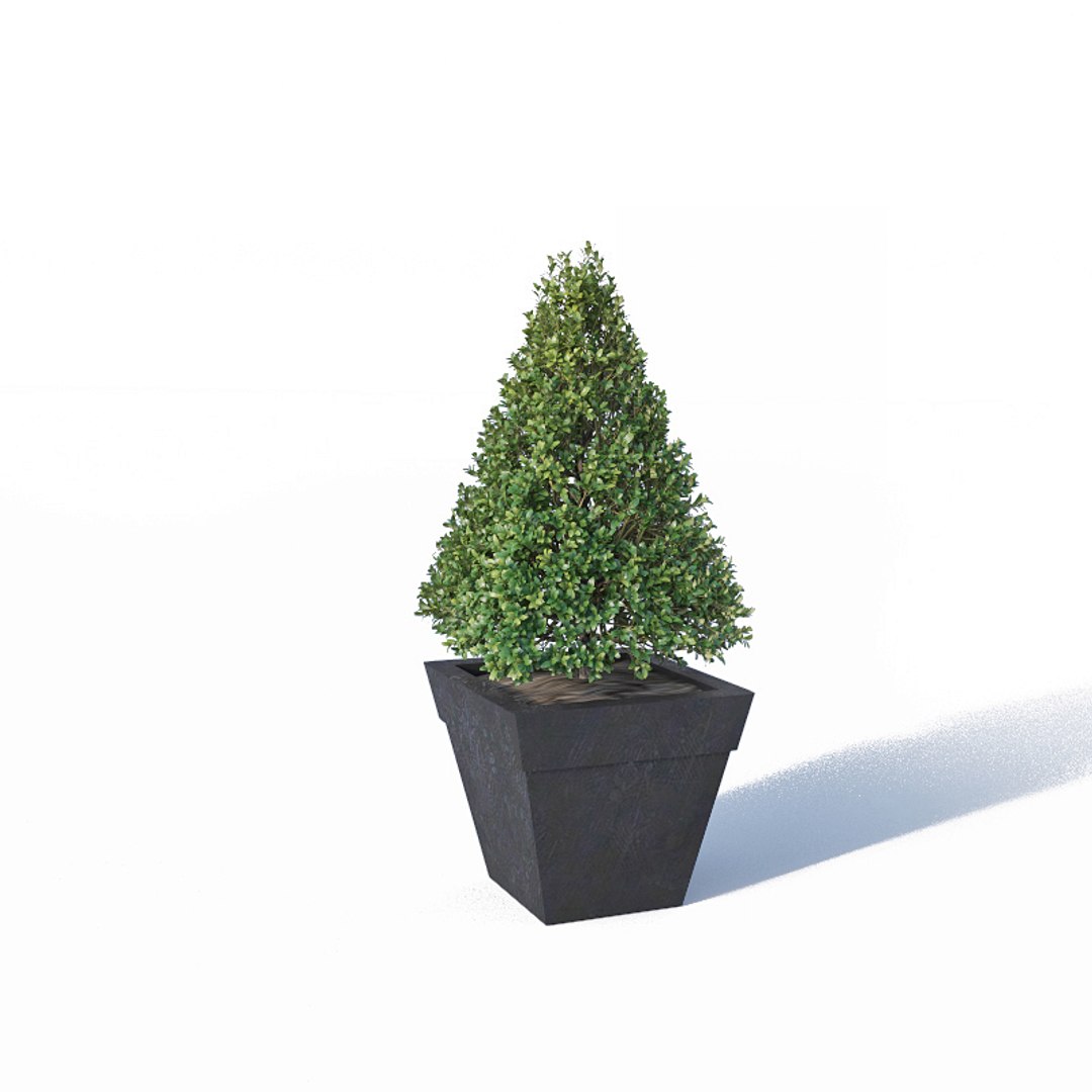 3D boxwood bush flowerpots model https://p.turbosquid.com/ts-thumb/BY/lfqLpd/SyJfuLTj/buxus4/jpg/1542608016/1920x1080/fit_q87/fed7974d3d3747ca2537eb7d2f375604b4d15b84/buxus4.jpg