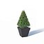 Buxus microphylla # 2
