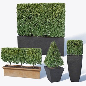 3D boxwood bush flowerpots model