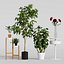 Conjunto de plantas Ikea