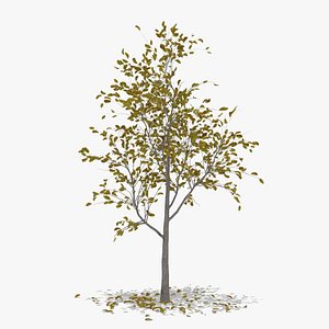 3D pear autumn hight model