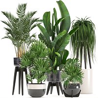 Collection Exotic plants