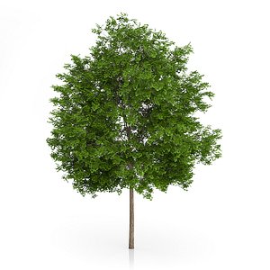 3d maidenhair tree ginkgo biloba model
