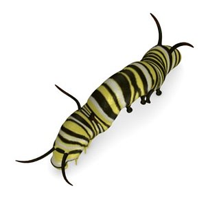 caterpilar4