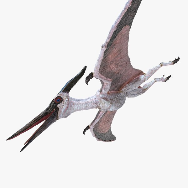 pterosaur pteranodon white 3D model