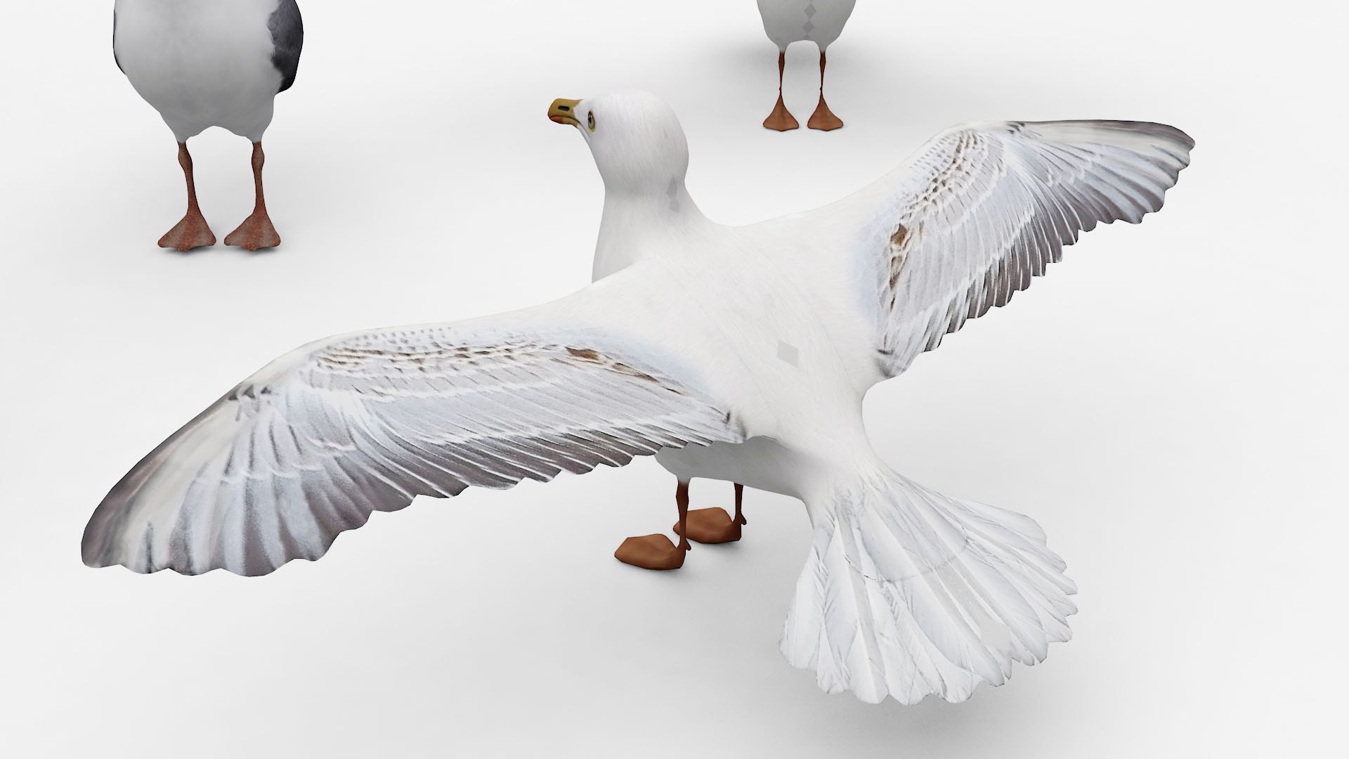 Seagulls 3D model https://p.turbosquid.com/ts-thumb/BZ/PXw4FW/1Z/bird6/jpg/1677162200/1920x1080/fit_q87/928a3b3736bff77afc4dc10a210341587b65fbbe/bird6.jpg