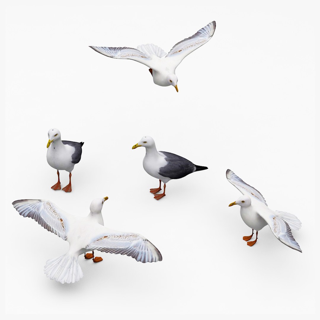 Seagulls 3D model https://p.turbosquid.com/ts-thumb/BZ/PXw4FW/8T/vorschau/jpg/1677163659/1920x1080/fit_q87/c36e21f6a41374595102364618ae691ebafecef8/vorschau.jpg