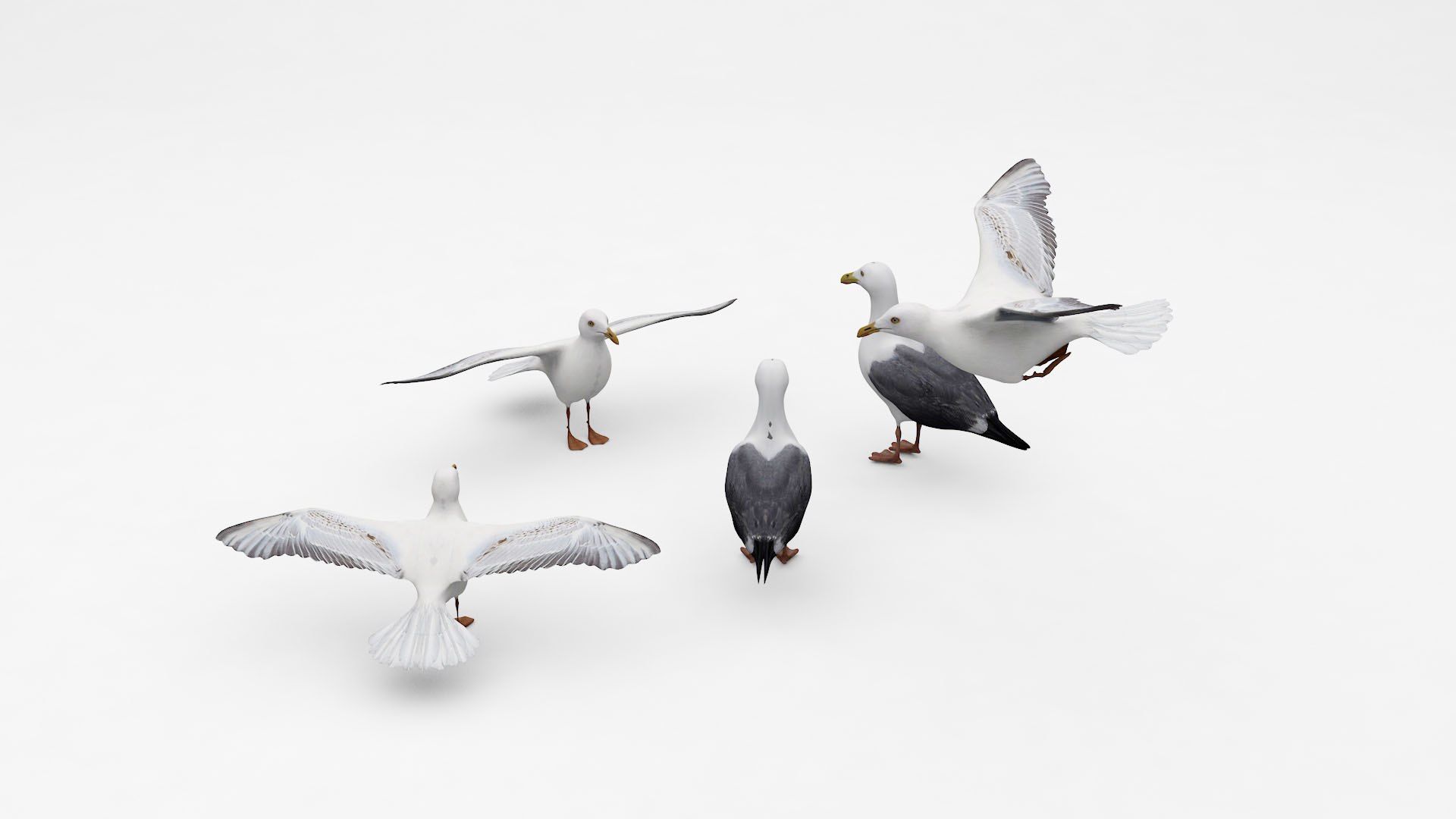 Seagulls 3D model https://p.turbosquid.com/ts-thumb/BZ/PXw4FW/Pt/desktopbird2/jpg/1677162200/1920x1080/fit_q87/e15a5834ad86ccfac19c1c2d7959700a46c7ba0f/desktopbird2.jpg