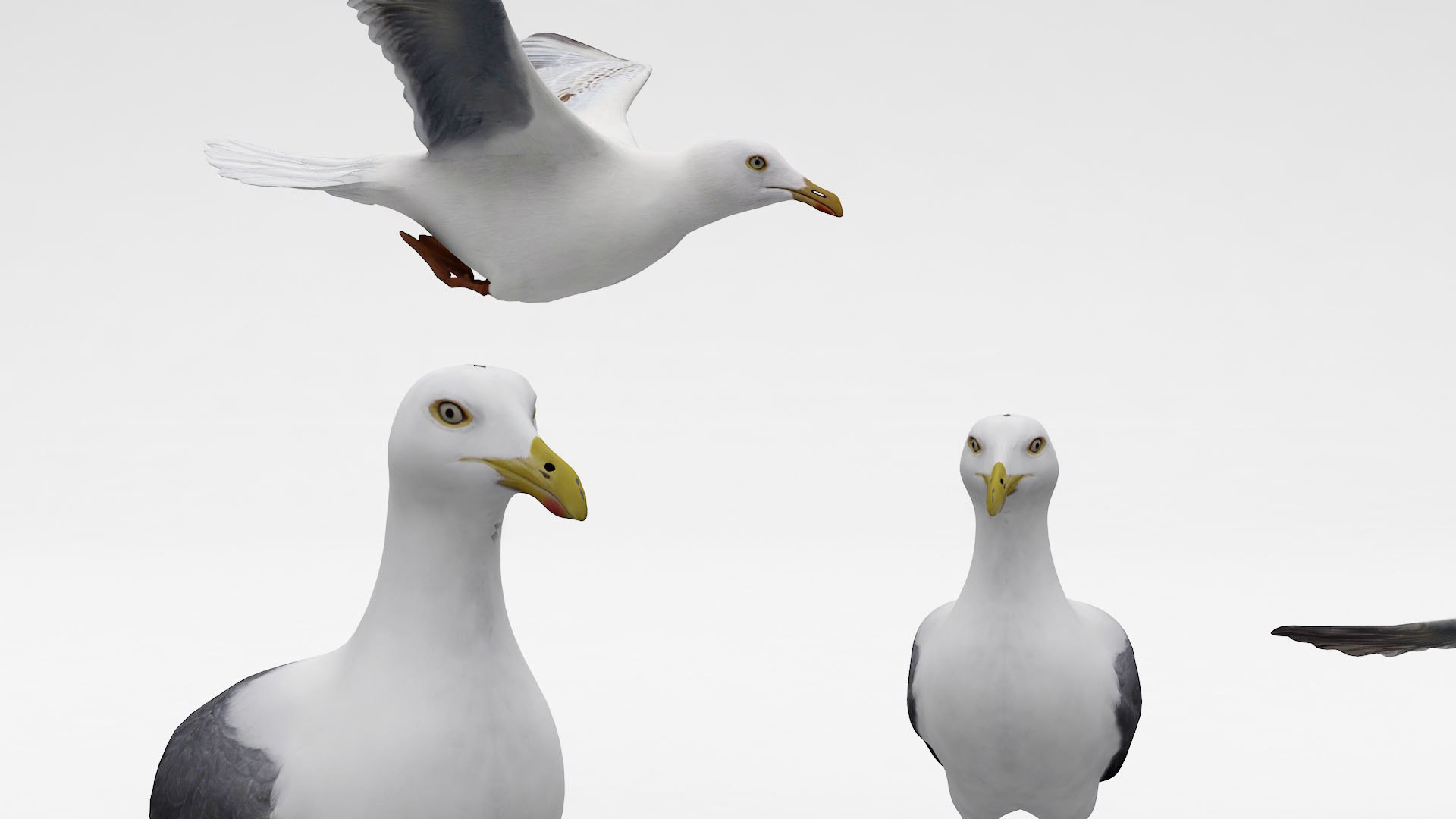 Seagulls 3D model https://p.turbosquid.com/ts-thumb/BZ/PXw4FW/Q1/bird4/jpg/1677162200/1920x1080/fit_q87/3081a8e86908dbfe3d44afaebc7d11ca92588a7b/bird4.jpg