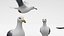 Seagulls 3D model