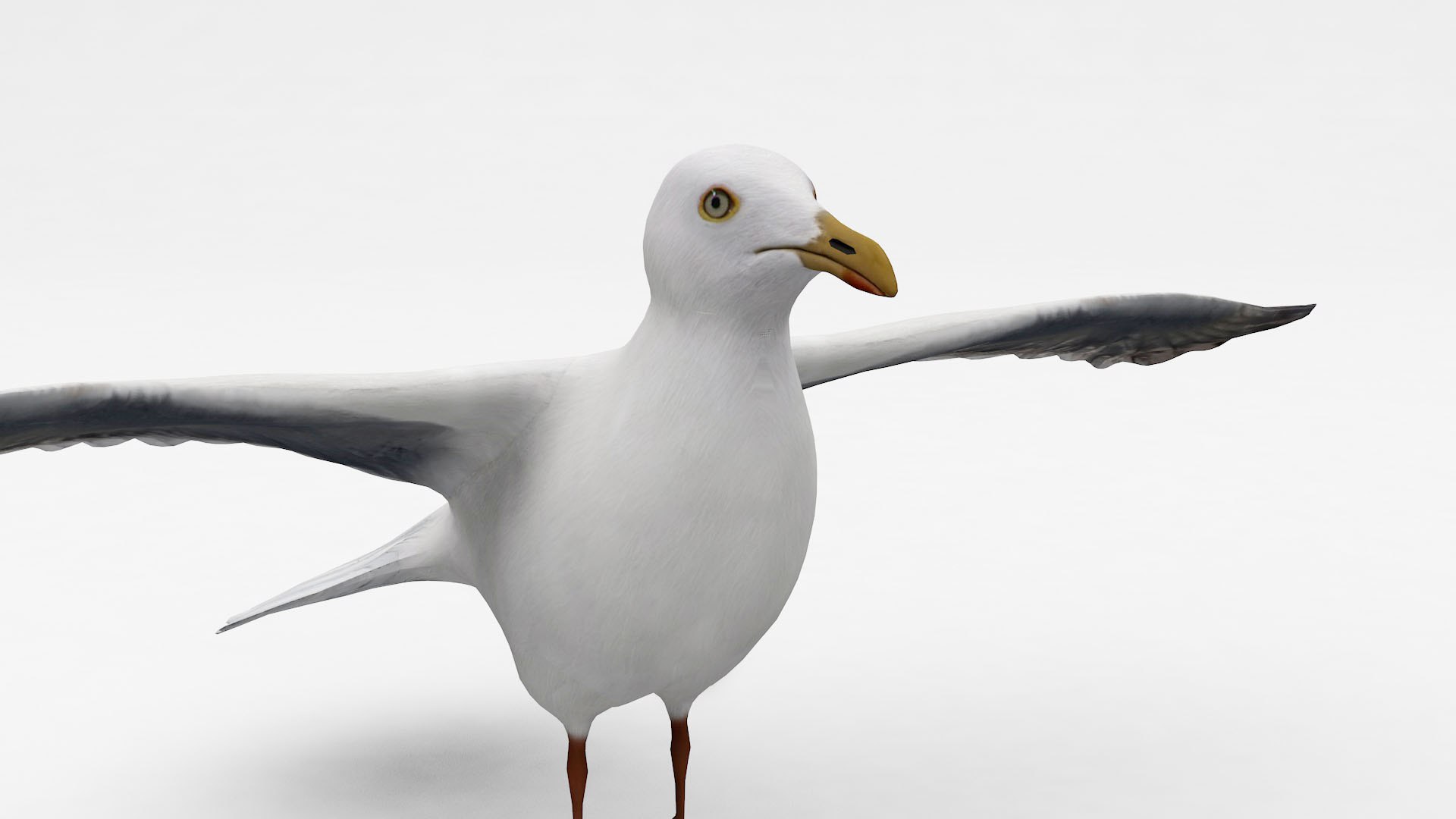 Seagulls 3D model https://p.turbosquid.com/ts-thumb/BZ/PXw4FW/SR/bird3/jpg/1677162200/1920x1080/fit_q87/6a6f828bd7d2e5a1d767fd0c2d86995488abdcb0/bird3.jpg