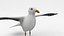 Seagulls 3D model