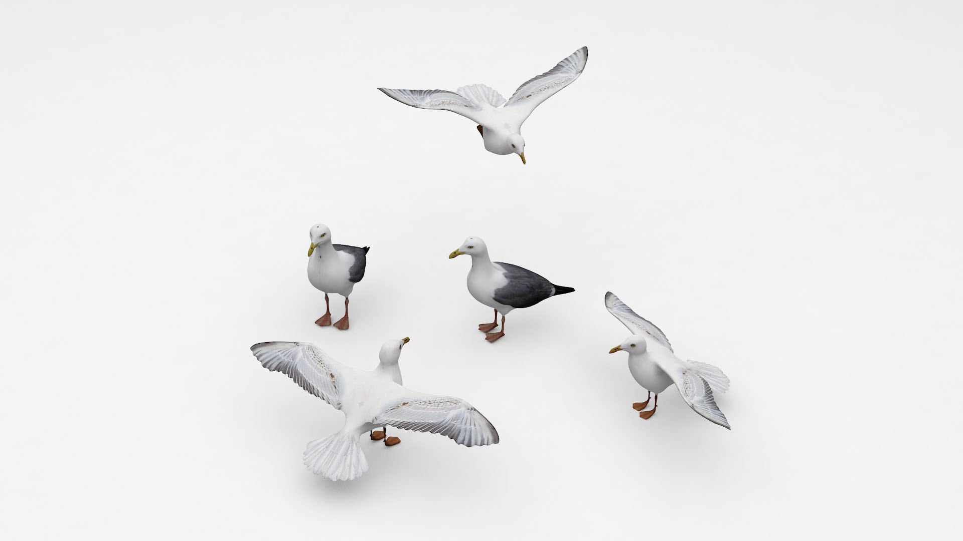 Seagulls 3D model https://p.turbosquid.com/ts-thumb/BZ/PXw4FW/i0/bird7/jpg/1677162198/1920x1080/fit_q87/8c2ef5ec2d81b92dac3876979bbdbb047c9472fb/bird7.jpg