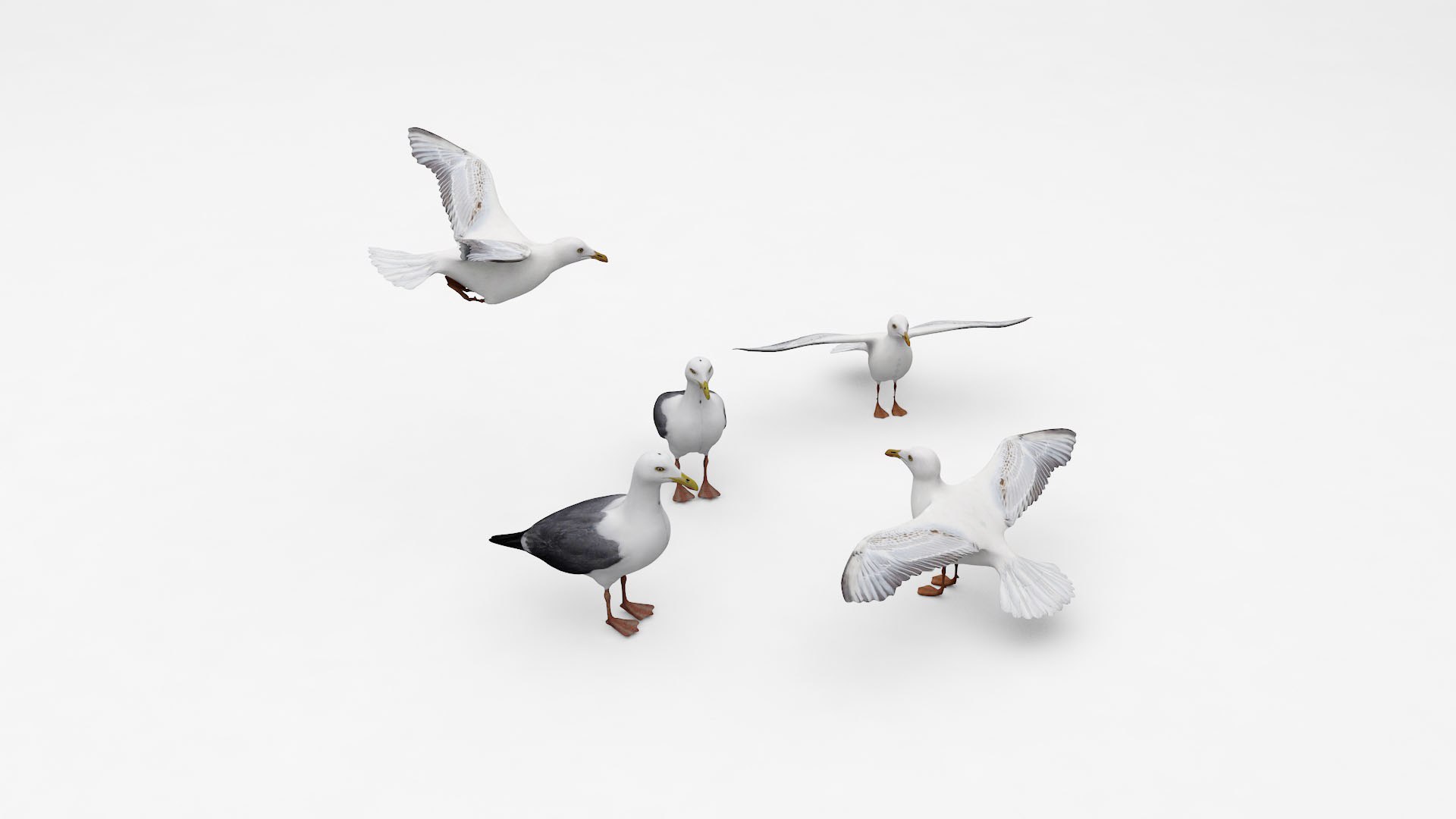 Seagulls 3D model https://p.turbosquid.com/ts-thumb/BZ/PXw4FW/r9/bird5/jpg/1677162198/1920x1080/fit_q87/56cf85d1e9910859453b1099e470ce50ea944e08/bird5.jpg