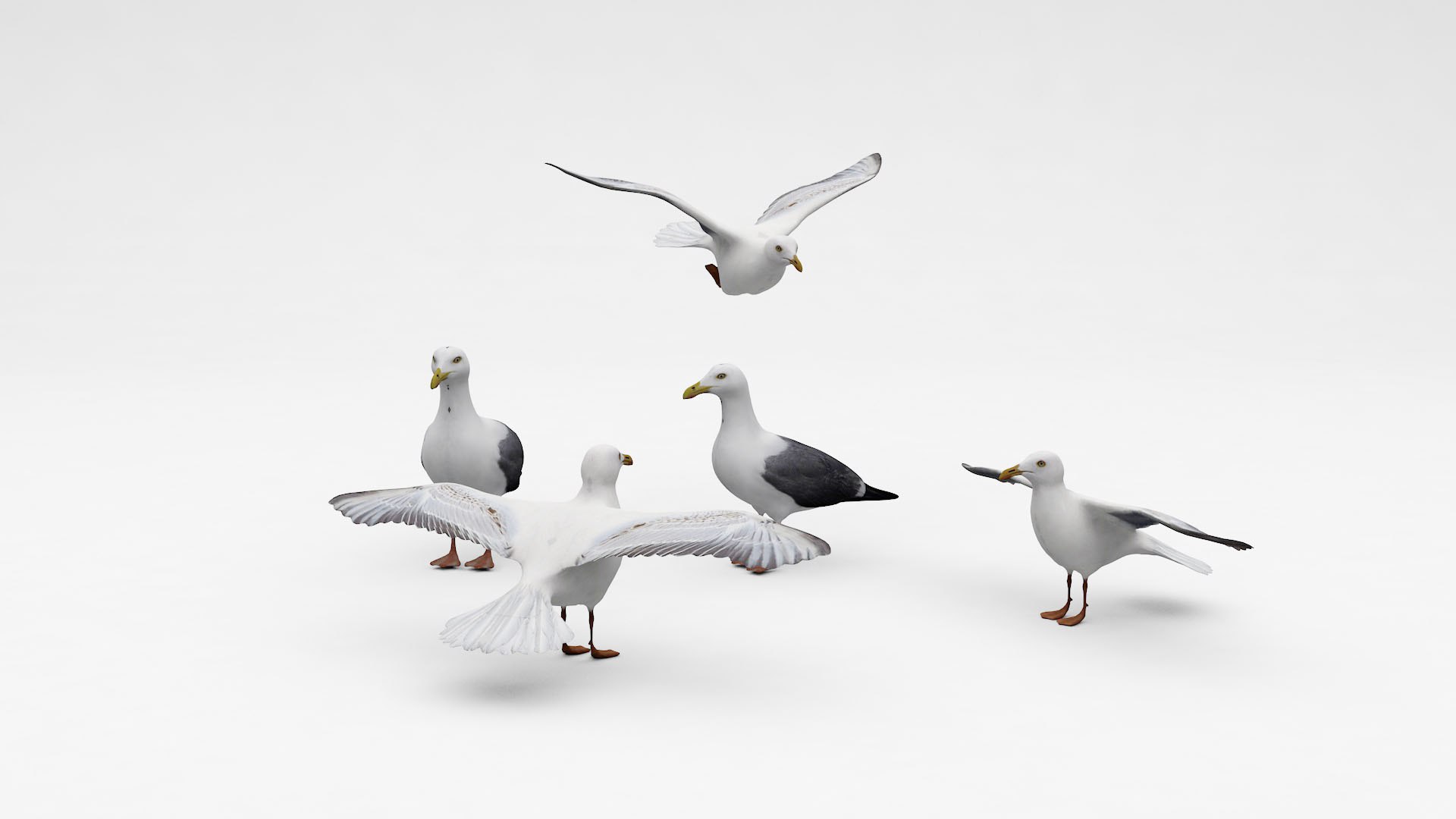 Seagulls 3D model https://p.turbosquid.com/ts-thumb/BZ/PXw4FW/vh/desktopbird1/jpg/1677162201/1920x1080/fit_q87/379bffd935f4613ca2c0193836c796086ac3e1e1/desktopbird1.jpg