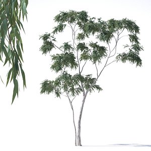 eucalyptus pauciflora tree model