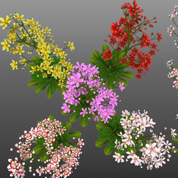 F 하부 Saxifraga Stolonifera 3D 모델 - TurboSquid 2132212