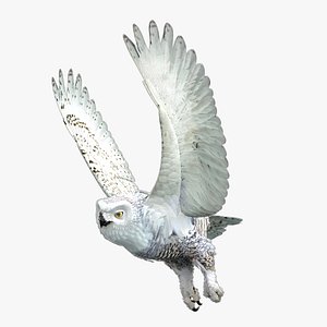Snowy Owl