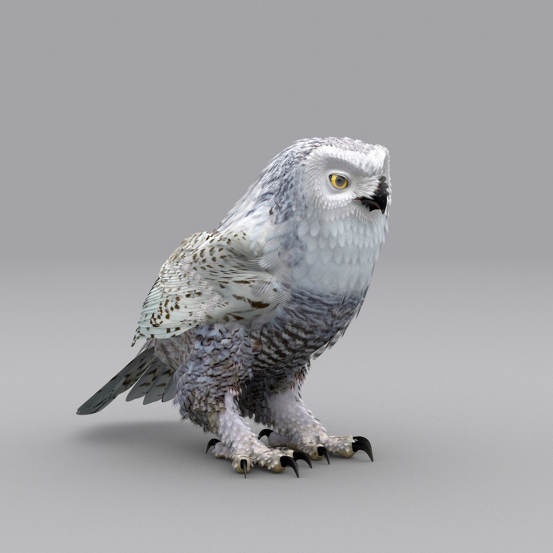 snowy owl 3d model