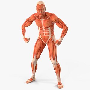 Male Muscular System Anatomy Rigged