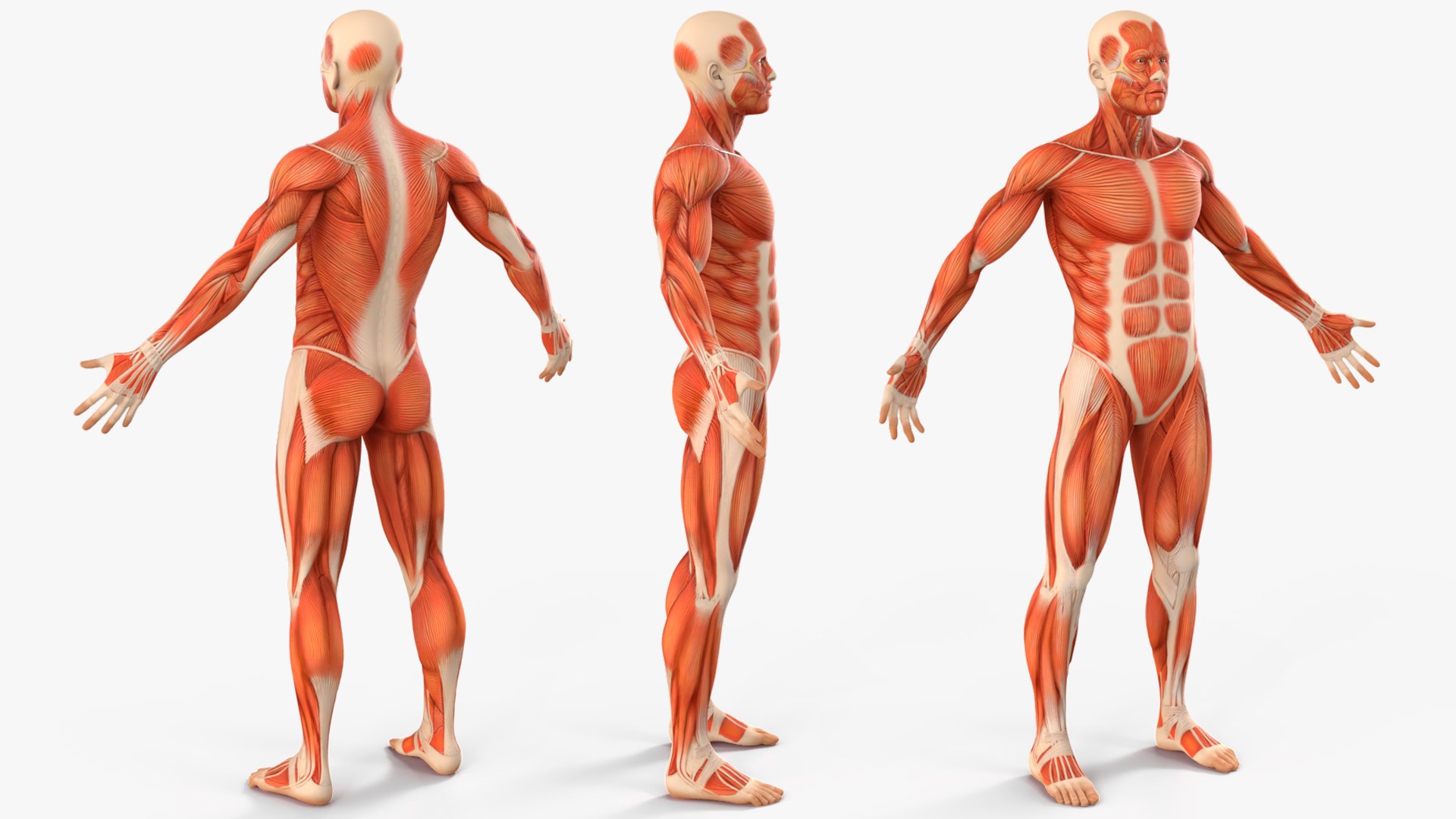 Male Muscular System Anatomy Rigged 3D Model - TurboSquid 2384460