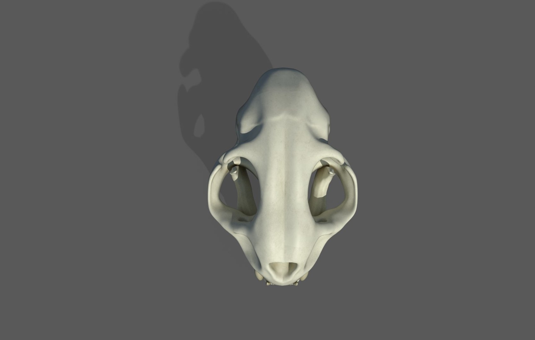 3D Model Cat Skull - TurboSquid 1338096