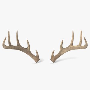 Deer Antlers