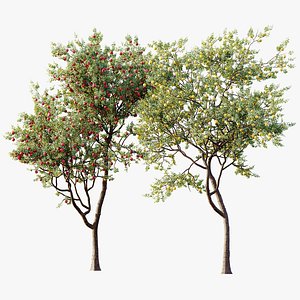AV Plant Malus Pumila Apple Red Fruit Tree 01 model