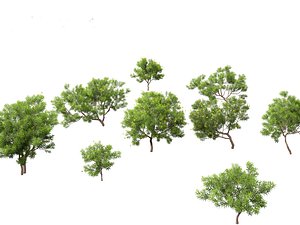 Cascabela Thevetia - Yellow Oleander 3D model